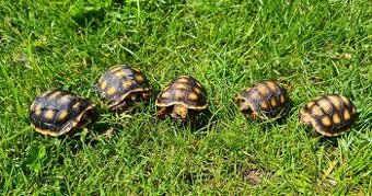 Želva uhlířská - Chelonoidis carbonaria