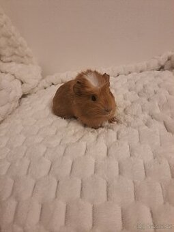 Morče sameček - rezervace - 1