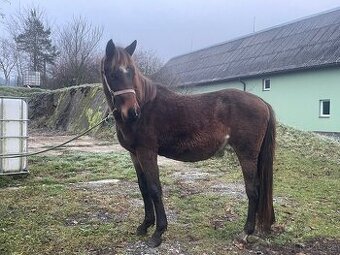 Klisna, kobyla, kobylka 50% Lusitano /Čsp na jaře 3roky