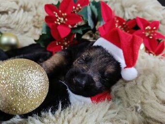 ŠTĚŇATA NĚMECKÉHO OVČÁKA TYPU REX