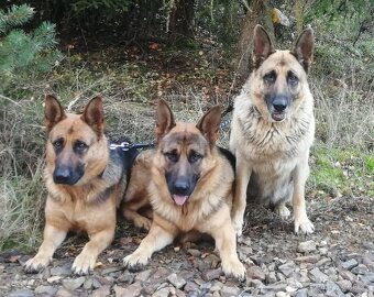 ŠTĚŇATA NĚMECKÉHO OVČÁKA TYPU REX