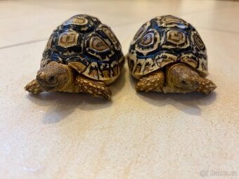 Želva pardálí - 1