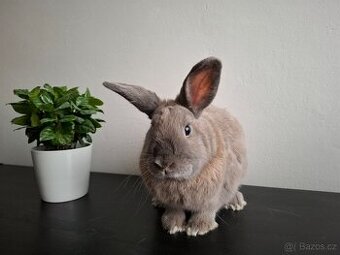 Zakrslý králík