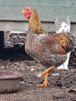 Kohout Wyandotky zdrobnělé