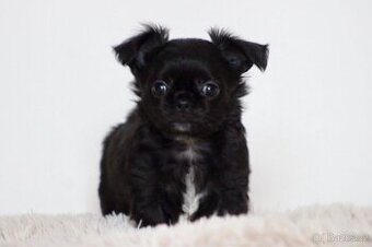 Čivava dlouhosrstá PP FCI