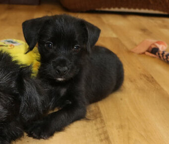 Peruánský naháč malý , osrstěný