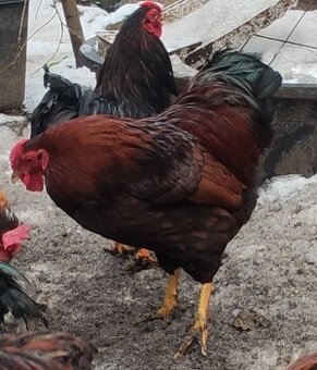 Kohouti wyandotky zdrobněle
