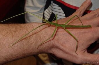 Pakobylky rohaté - poštou