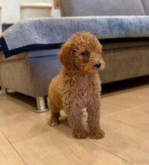 Pudl stredný pudlik