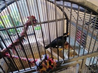 LOSKUTAK, Beo Posvätný