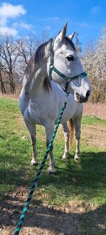 Prodám 14letého valacha A1/1