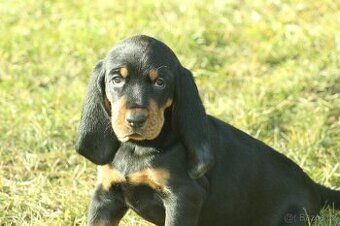 Šteniatka Black and Tan Coonhounda na predaj