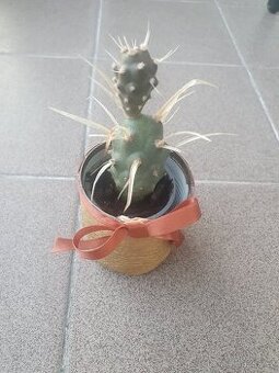 Tephrocactus - 1