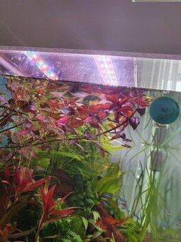Červená rostlinka Ludvigia repens Rubin - 1