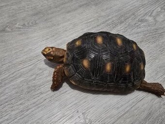 Želva Uhlířská - 3 léta mláďata