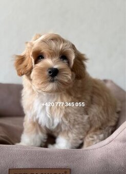 Maltipoo F1 Caramel male pejsek Martin