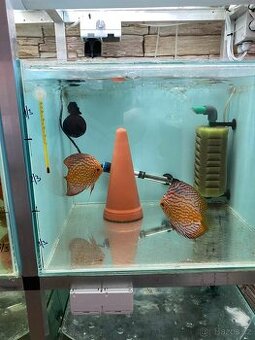 Terčovci Pigeon Checkerboard - chovný pár Discus