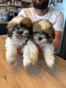 Shih-tzu