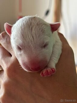 Miniaturní bulterier,minibulterier,bully,mbt