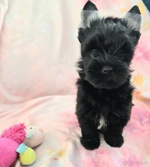 Yorkshire Terrier