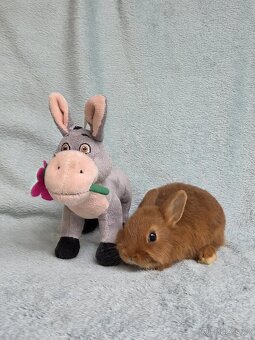 Mini miminka přeprava po celé ČR