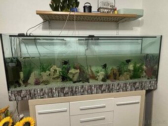 akvarium se vsim