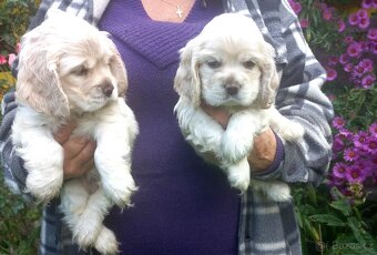 Americký kokršpaněl-štěňátka/ American cocker spaniel