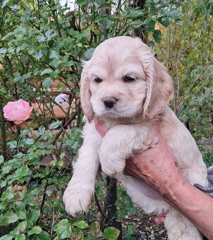 Americký kokršpaněl-štěňátka/ American cocker spaniel