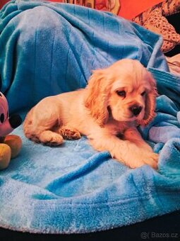 Americký kokršpaněl-štěňátko/ American cocker spaniel