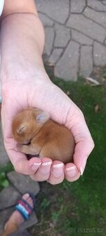 Zakrslý červený králík