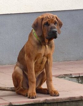 Tosa inu - dva nádherní pejsci s PP