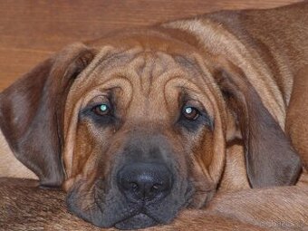 Tosa inu - dva nádherní pejsci s PP