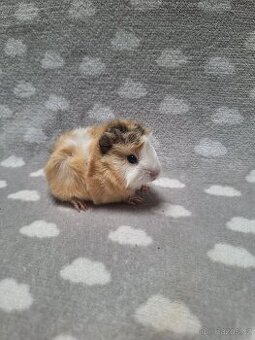 Morče, morčátko, morčata, rozeta