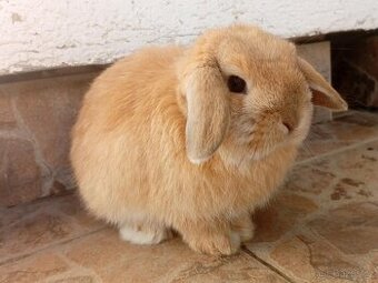 Volná samička - Anglický Zakrslý Beránek MiniLop🍑🧡🤍