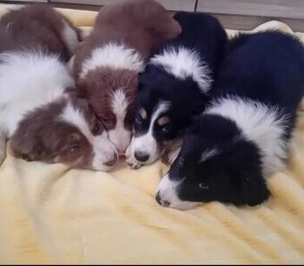 Štěňátka -Border kolie