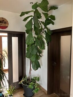 Prodám Ficus lyrata 2,6 m