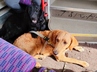 Labrador, zlatý retrívr, flat coated retriever