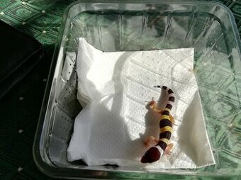 Gekončík noční, mládě.+ nové terárium 3 měsíce. 80x40x40 Pře