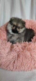 Pomeranian