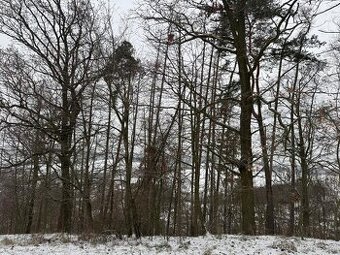 Prodej lesního pozemku k.ú. Hrabišín