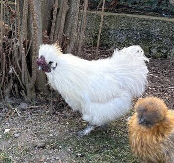 Loňský kohoutek hedvábničky bílý