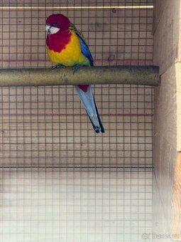 Prodám Rosela pestrá