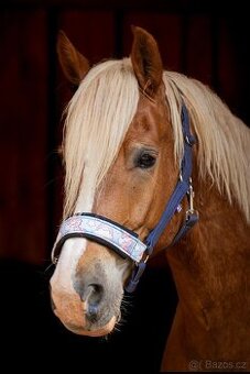 Welsh cob D - luxusní rodinný kůň