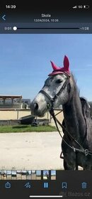 Pony kobylka 2017