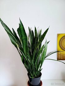 Pokojová rostlina Tchýnin jazyk 85cm