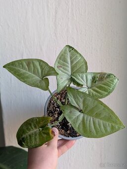 Syngonium Milk Confetti