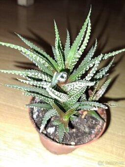 Sukulent Aloe Haworthia