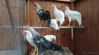 Kohouti _ mix vlašky