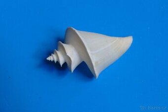 Thatcheria mirabilis - 1
