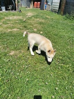 Sibiřský Husky - štěňátka